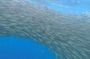 Bohol Countryside with Sardine Run Experience