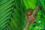 Shared Bohol Countryside Highlights Tour