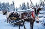 Half-Day Experience in Local reindeer farm in Lapland
