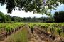 Private Tour of Small Carpathian Wine Route with The Red Stone Castle