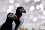 Seyðisfjörður: Puffins, Reindeer & Eastfjords Tour