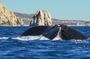 Private Humpback Whale Watching in Cabo San Lucas