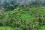 Private Half-Day Tour: The Best Ubud Half Day Trip Packages