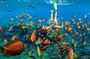 Blue Lagoon Snorkeling - Jungle Swing - Ubud - All Inclusive
