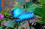 Mindo Cloud Forest Customizable