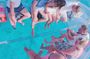 Flamingos Transparent Boat Trip and Chill at Beach (Private Trip)