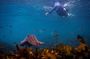 Snorkeling To Discover Sydney's Underwater Wonders