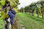 Sonoma Wine Tour with 2 Tastings Included Small-Group Half Day