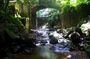 Basseterre Rainforest Hike