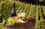 Wine Tasting Experience Etna Nord