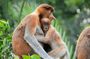 Brunei Mangrove River Safari