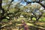 Oak Alley Plantation and New Orleans City Tour