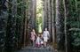 Day Tour to Paronella Park, Lake Barrine and Millaa Millaa Falls
