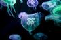 Alanya: Antalya Aquarium Ticket With Hotel Transfer