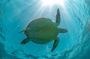 From Tulum: Akumal Beach Swim and Snorkel with Turtles Experience