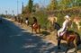 Horseback Ride in Marrakech Palmeraie with Mint Tea