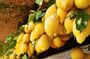 Farm-to-Table Experience: Olive Oil, Garden Tour & Nonna’s Lunch