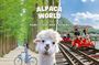 Nami Island, Alpaca World and Gangchon Rail Bike Tour from Seoul