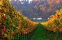 Villany wineroad, private tour with winetaste and Pécs visit