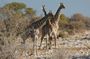 3 Days Etosha National Park Safaris