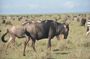 14-Day South to North Parks Tanzania Safari Adventure