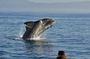 Cape Town Whale Watching, Wine, and Penguins Private Tour