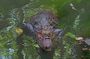 Wonderful Animals: Jaguar Rescue.C. & Punta Uva Forest Walk