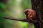 Private Tour: Trossachs and Scotland's Atlantic Rainforest