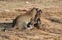Full Day Safari Tour in Yala National Park