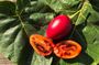 Fruit Tasting Experience with +15 Exotics Flavors of Ecuador