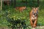 The Jungle Book Trip (The Sundorbon Forest of Bangladesh)
