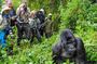 15-Day Private Safari Tour to Explore Primates in Uganda