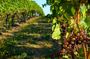 Private Tour of Taormina and Winery Visit in Etna from Taormina