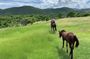 Private Advanced Horseback Beach Ride with Sandy Hoofs St. Lucia
