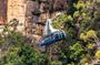 Blue Mountains Adventure Wild Boar Rock and Cable Car