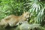 Wilpattu National Park Safari Jeep Day Tour (from Colombo or Airport)