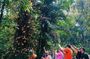 A Journey Through Carambola Gardens & Optional Beach Time or West End Shopping
