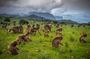 Day trek to Simien Mountain