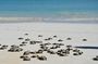 Visit Two Lagoons Island and its White Sandbank Iranja