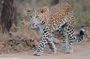 Rajasthan with Gujarat Tour