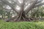 Lalbagh Botanical Garden Early Morning Walk + Breakfast at MTR