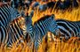 Best-Selling 4 Days Tanzania Private Mid-Range Safari Tour