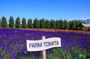 Hokkaido Farm Tomita Shikisai Hill Waterfall& Blue Pond Day Tour