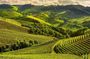 One Day Private Tour of Alba City of Wine and Truffles