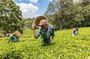 Kiambethu Tea Farm Tour From Nairobi with Lunch