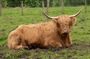 The Highland Cows Experience in Scotland
