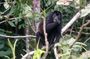 Eco-Explorers: Rainforest Hike & Monkey Island Encounter