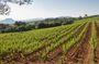 Private Day Trip: Wine Tasting Tour with Picnic Lunch From Cannes
