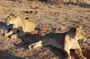 3 Nights Victoria Falls , Chobe Safari and Hwange National Park Safari