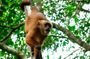 2 Day Tambopata Jungle Express Tour